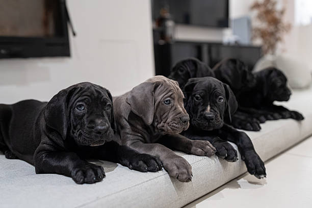 istock Adorable Cane Corso Puppies Lying Side by Side on a Mattress by a Fireplace 2248951809