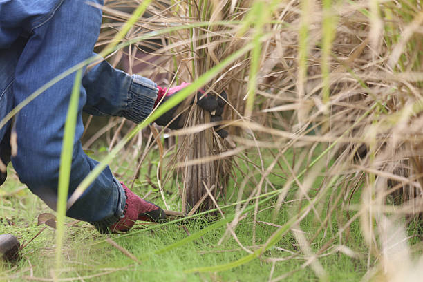istock A woman harvesting rice 2248954593