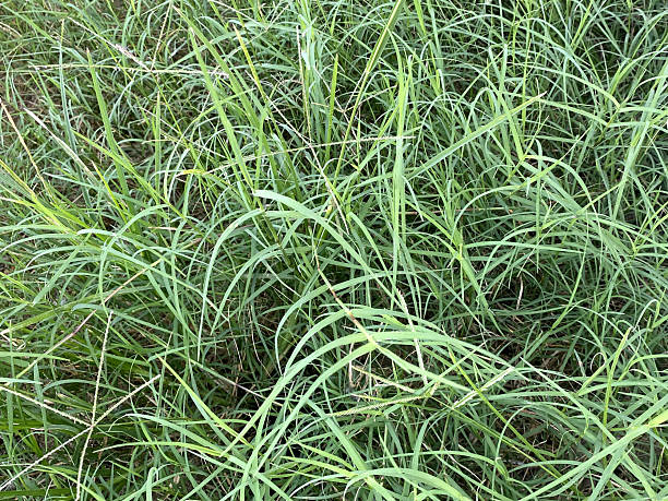 istock green grass in nature garden 2248956124