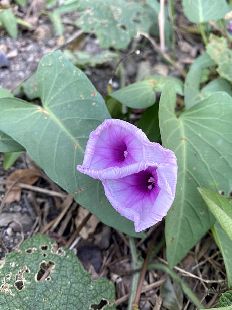 istock water morning glory flower 2248957991
