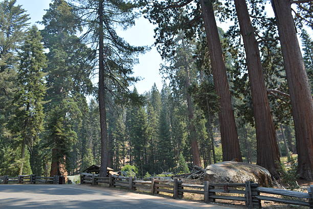 istock Towering Trees Line the Serene Road Through a Quiet Forest in a National Park During the Summer Sunshine 2248958026