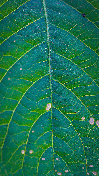 istock Macro View of Green Leaf with Visible Vein Network 2248958231