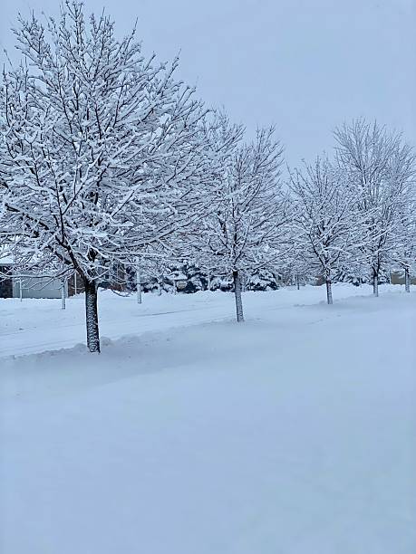 istock Trees in a snowy street 2248959994