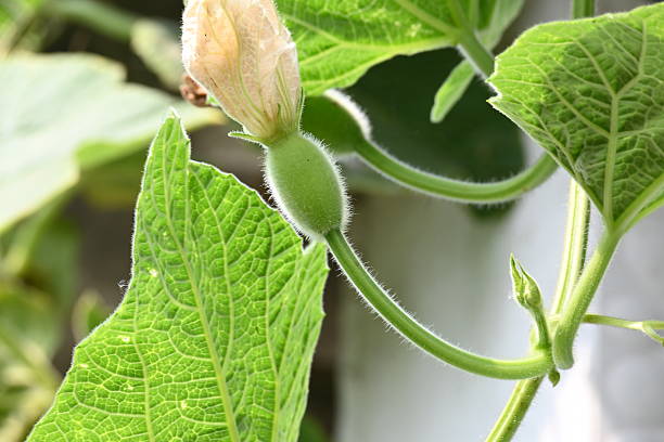 Small Bottle gourd with flowers. It is a vine grown for its fruit. Its other names Calabash, Lagenaria siceraria,  white flowered gourd, long melon, birdhouse gourd, New Guinea bean and Tasmania bean.