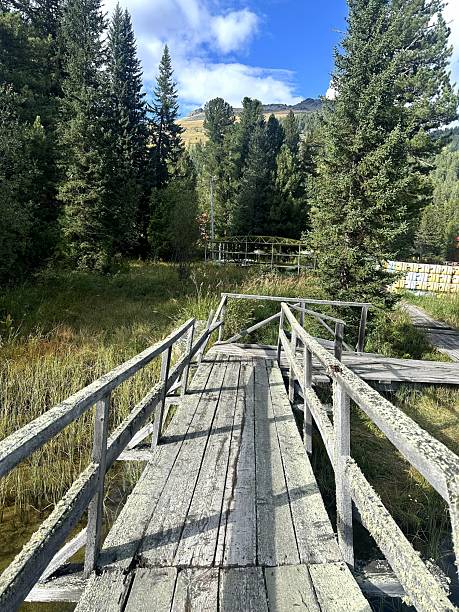 istock Ancient pier journey, Antique wooden bridge amid lush pine trees 2248962774