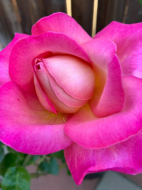 istock Beautiful pink rose 2248964039