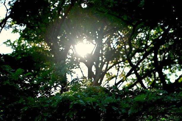 Sunlight filtering through lush green leaves in a dense forest, creating a serene and natural atmosphere.