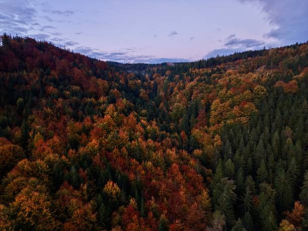 istock serene forest during evening dusk, dramatic aerial view of valley surrounded by diverse trees at dusk 2248964523
