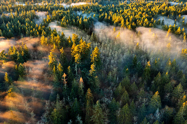 Drone shot over a forest with fog, Hamilton Marsh, Qualicum Beach, Vancouver Island, British Columbia, Canada