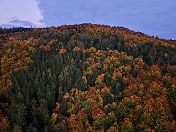 aerial overcast forest stretching across rolling hills, muted palette and soft light create calm mood