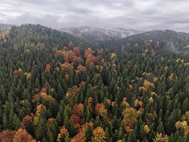 istock remote sensing survey capturing seasonal changes and terrain variations in mixed forest landscapes 2248966846