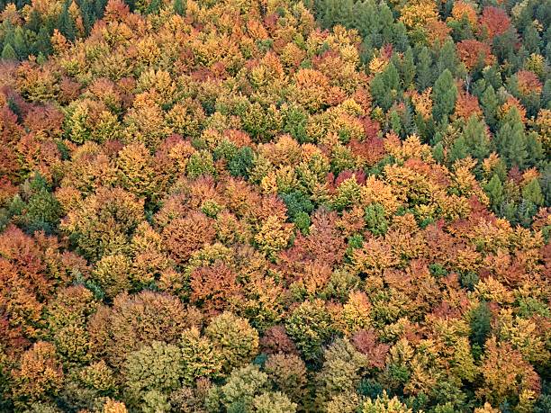 aerial autumn forest canopy ablaze with mosaic of orange and gold leaves, layered textures across gentle