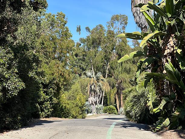 istock Scenic Pathway Lined With Lush Greenery and Palm Trees in a Tranquil Natural Setting 2248968492