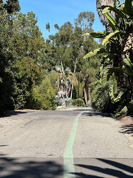 Winding Path Through Lush Greenery Under a Clear Blue Sky With Vibrant Trees Lining the Road