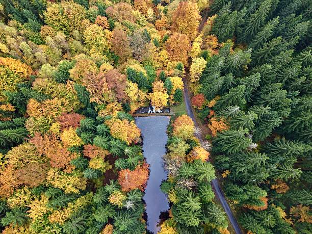 country bridge crossing over forest stream connecting rural lane with dense autumn trees, visible pathway