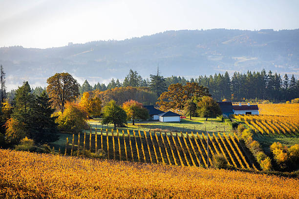 istock Scenic Vineyards Farmland in Fall at Sunrise 2248970401
