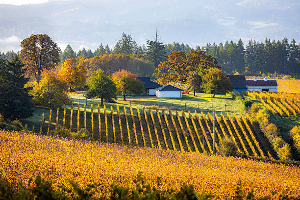 istock Scenic Vineyards Farmland in Fall at Sunrise 2248970561