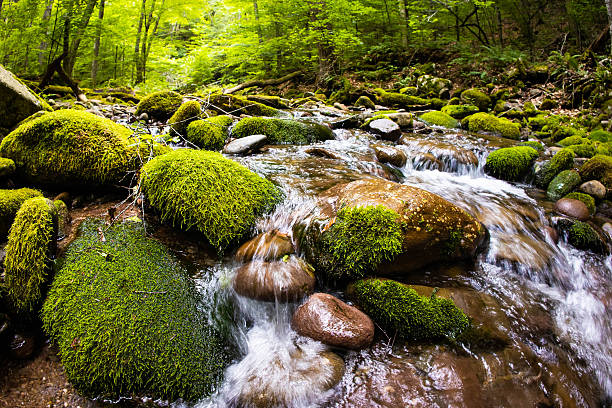 Mountain Stream Flow Through Moss Covered Rocks