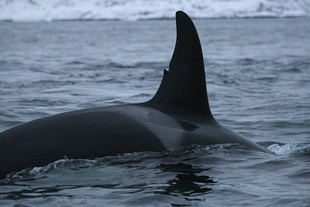 istock orca or killer whale, Orcinus orca in a fjord, Tromso, Norway 2248971238