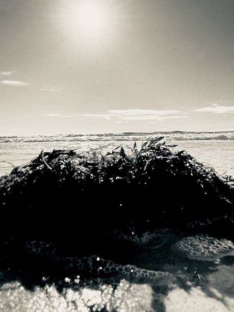 A monochromatic, black and white shot of seaweed washed ashore on the sandy beach in Carlsbad, California.