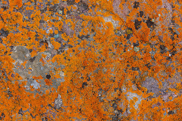 Vivid orange lichen blankets a rugged rock surface in a natural outdoor setting. Sunlight highlights the textured patterns, showcasing nature's artistry during daytime.