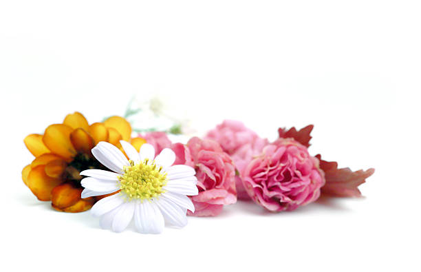 flowers arranged on a clean white background, soft toned assorted , creating a fresh, delicate, and natural aesthetic perfect for various design uses