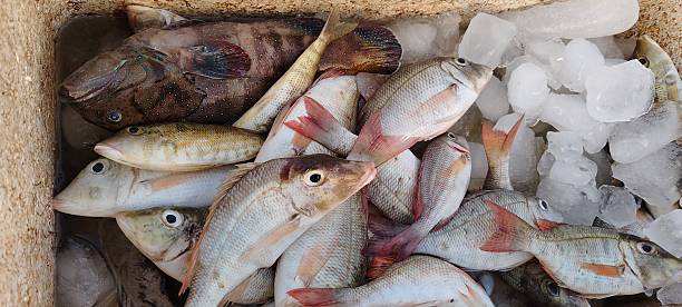 istock a collection of freshly caught fish 2 2248975552