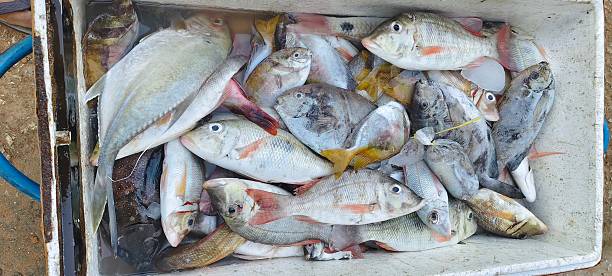 istock a collection of freshly caught fish 2248975553