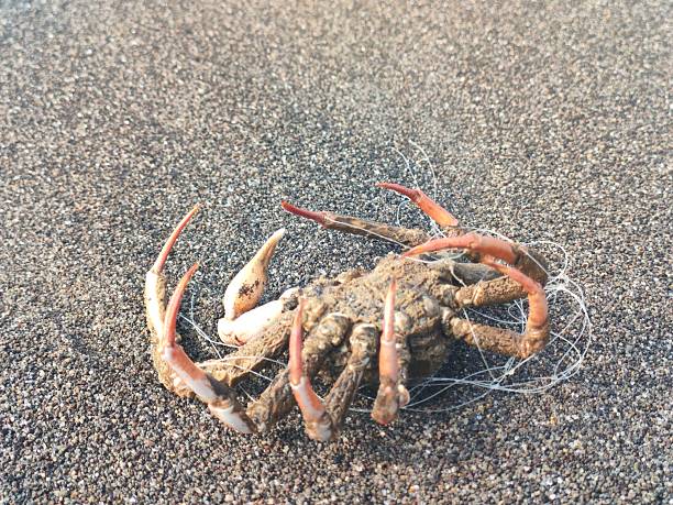 Dead crab lying on sandy beach, showing natural textures and marine life remains. Coastal wildlife scene illustrating ocean ecosystem, decay, and shoreline environment