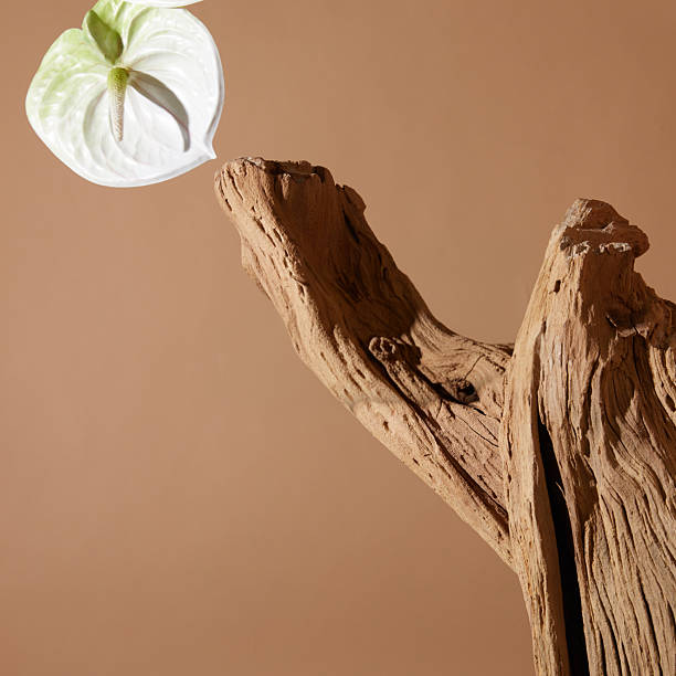 istock flowers and trees placed in the sunlit space 2248976797