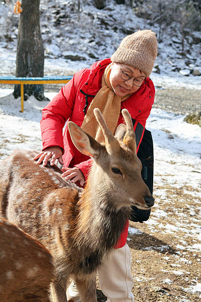istock An elderly Asian woman pets a sika deer. 2248979562
