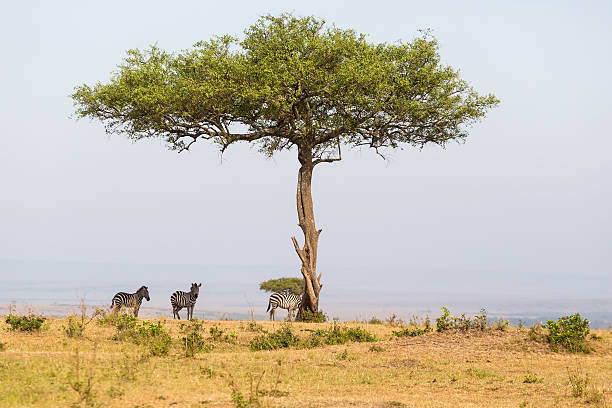 Lonely tree on the savannah with Zebras in the shade