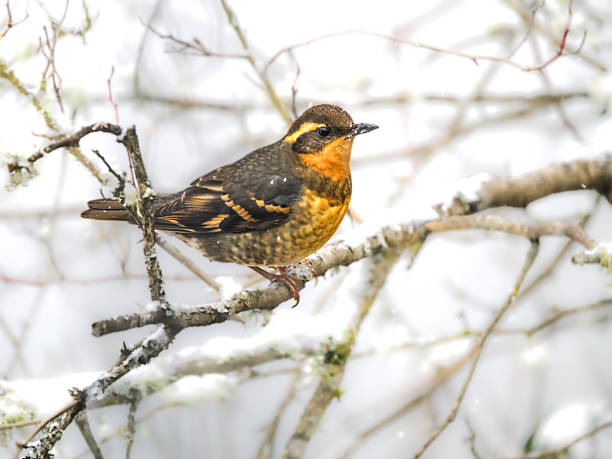 A Varied Thrush perched on a tree branch. In Beaverton Oregon along the side of small wetland pond. In The Willamette Valley of Oregon. Burnt-orange breast. Out of focus snow on branches.