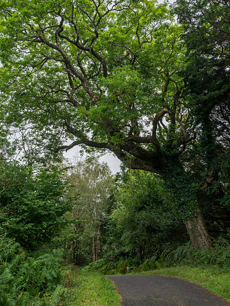 istock A winding paved path through a lush green forest in Muckross 2248981100