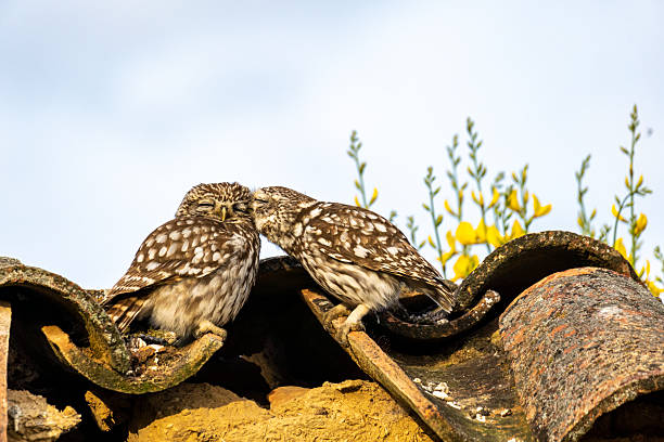 Owl Barn (lat. Tyto alba), a species of Bird of prey in the barn owl family, is the most common bird of the barn owl genus in the world. Lives on almost all continents