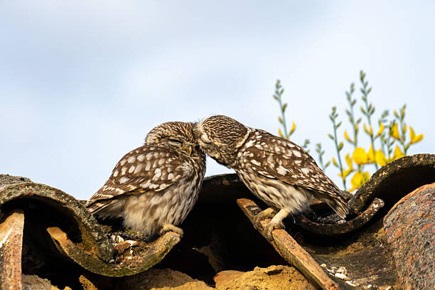 Small young owl, Athene noctua