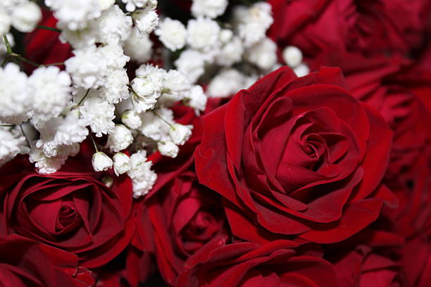 istock Red roses and white baby's breath create a stunning floral arrangement for special occasions in this close-up shot 2248982004