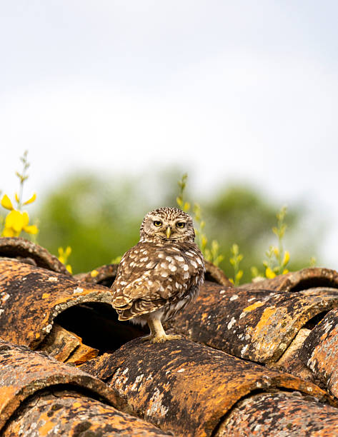 Small young owl, Athene noctua