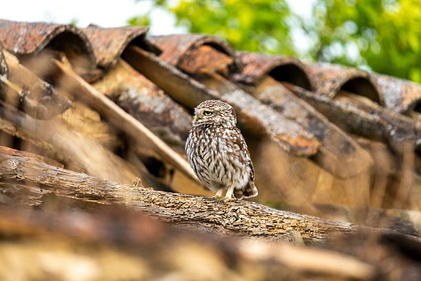 Small young owl, Athene noctua