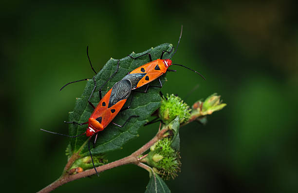 istock Close-up of two insects mating on a leaf. 2248982188