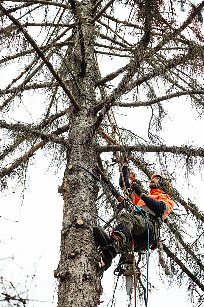 istock Arborist climbing and cutting up a tree 2248983537