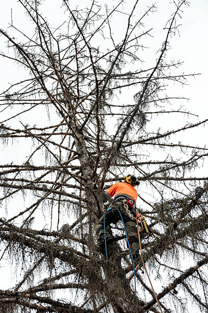istock Arborist climbing and cutting up a tree 2248983538
