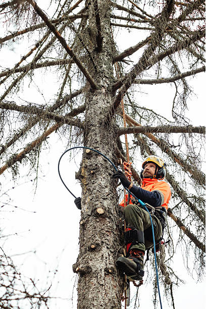istock Arborist climbing and cutting up a tree 2248983542