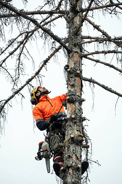 istock Arborist climbing and cutting up a tree 2248983560