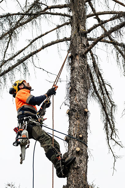 istock Arborist climbing and cutting up a tree 2248983562