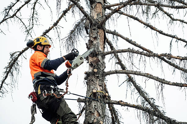 istock Arborist climbing and cutting up a tree 2248983563