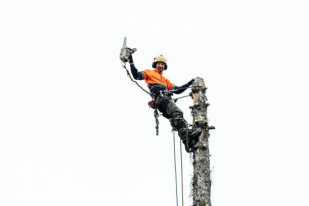 istock Professional arborist standing on a tree trunk with a chainsaw 2248983589