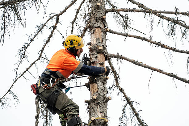 istock Arborist climbing and cutting up a tree 2248983591