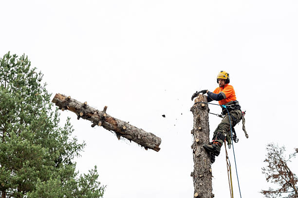 istock Professional woodcutter pushing away a cut tree trunk on top of a big tree 2248983655