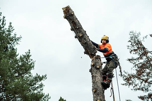 istock Professional woodcutter pushing away a cut tree trunk on top of a big tree 2248983681
